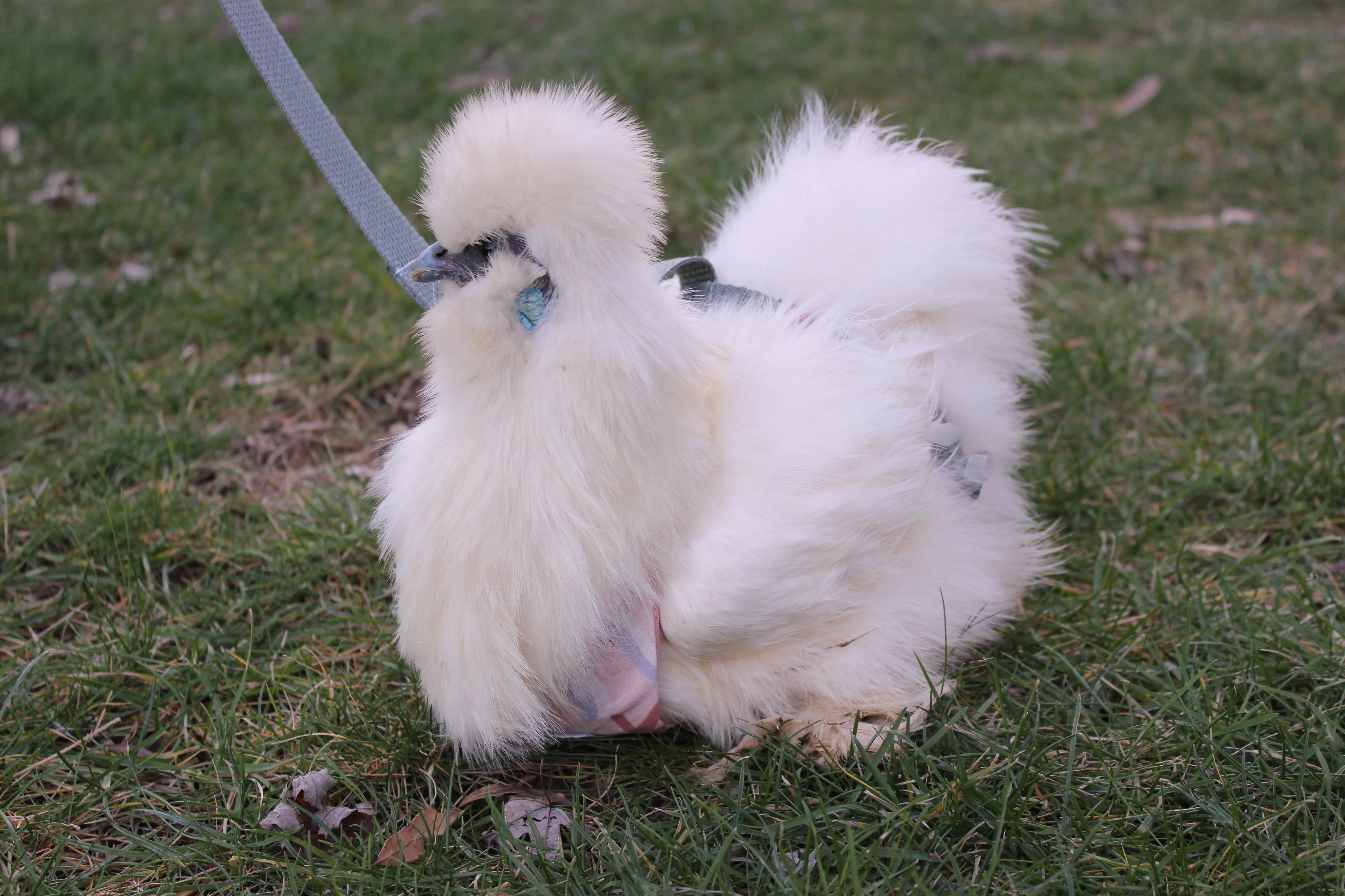 Chicken Harness Wild Red