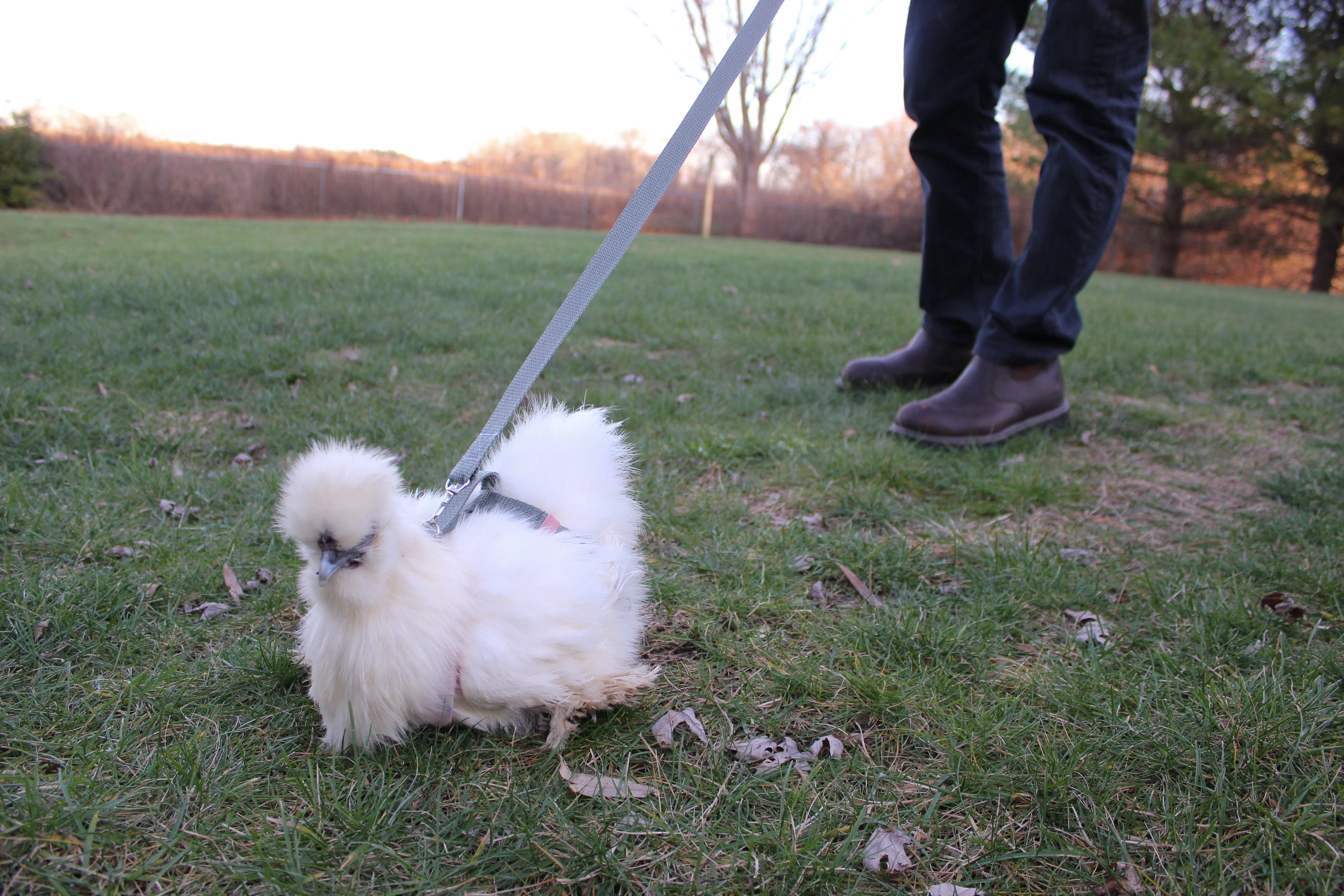 Chicken Harness Wild Red