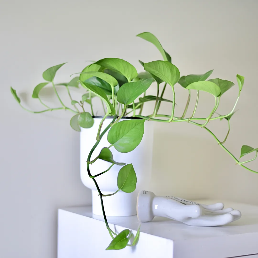 Devils Ivy Pothos (Epipremnum Aureum) Hanging Basket 200mm