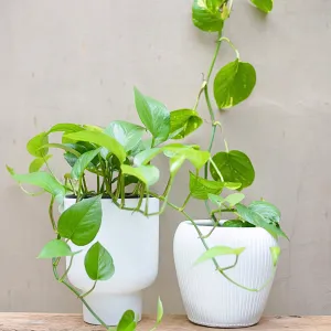 Devils Ivy Pothos (Epipremnum Aureum) Hanging Basket 200mm