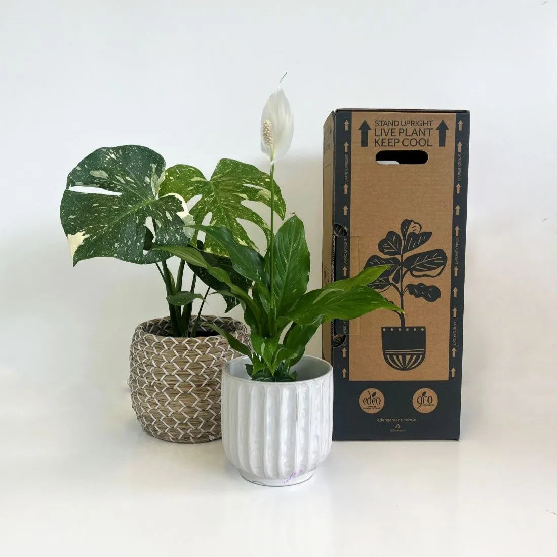 Devils Ivy Pothos (Epipremnum Aureum) Hanging Basket 200mm