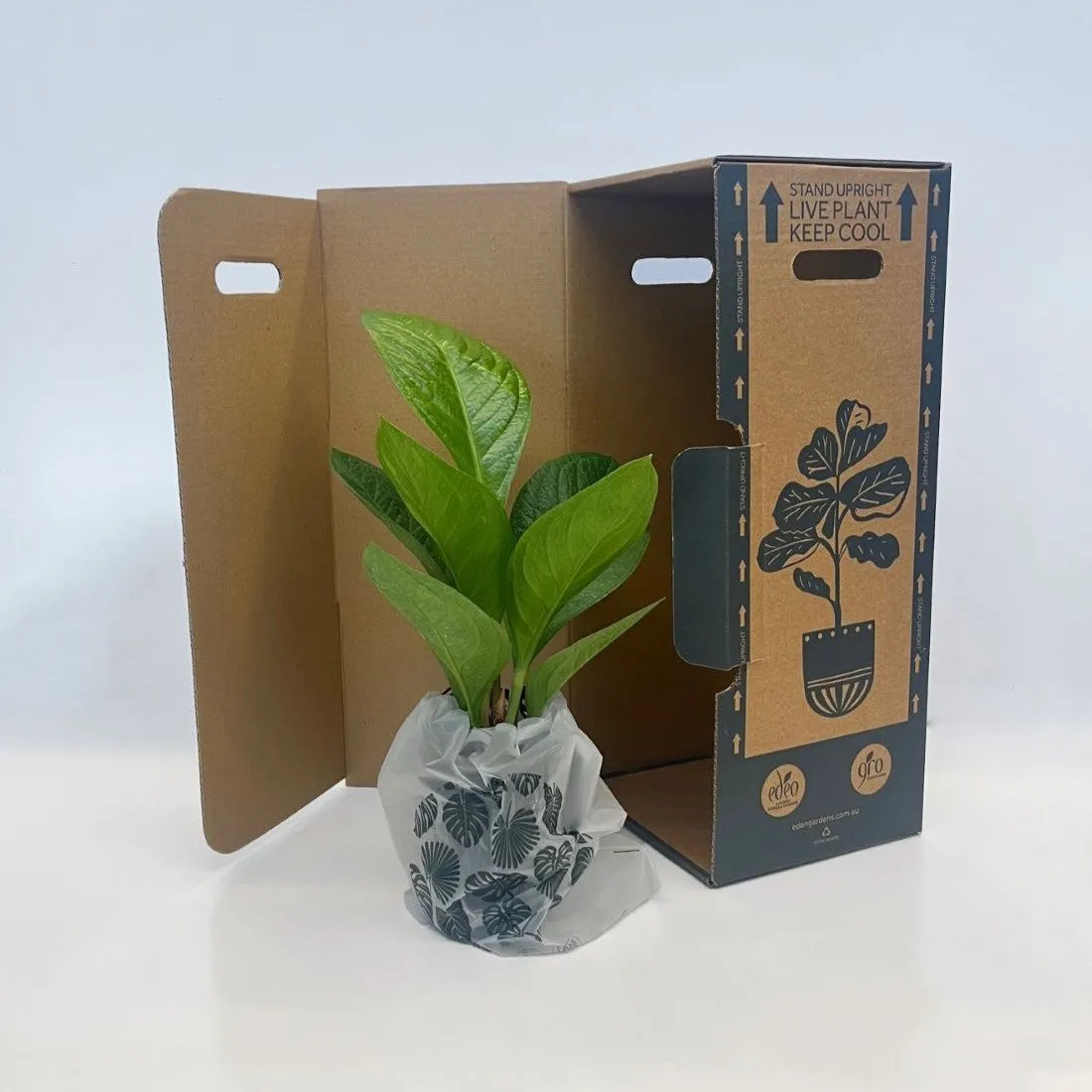 Devils Ivy Pothos (Epipremnum Aureum) Hanging Basket 200mm