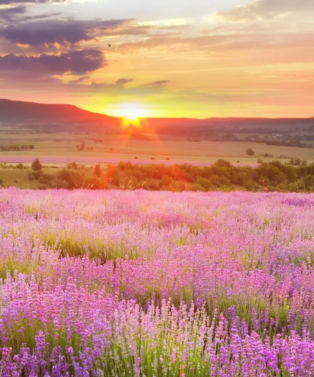 Okanagan - Lavender Deodorant Spray